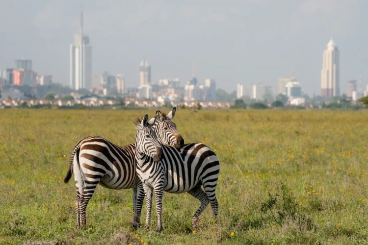 GRAN SAFARI DE KENIA
